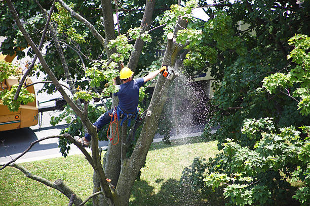 Best Tree Disease Treatment  in USA